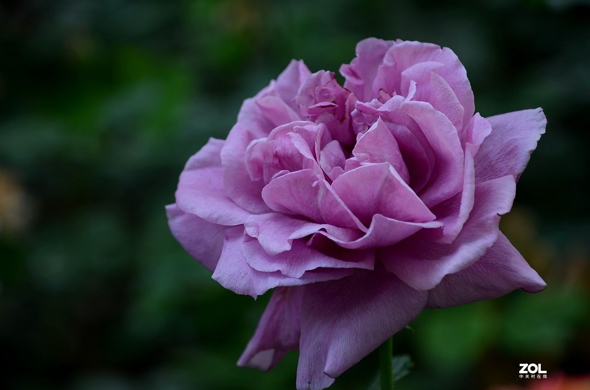 陶 然 亭-----大月季花（3）