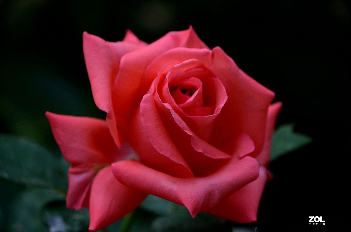 陶 然 亭-----大月季花（3）