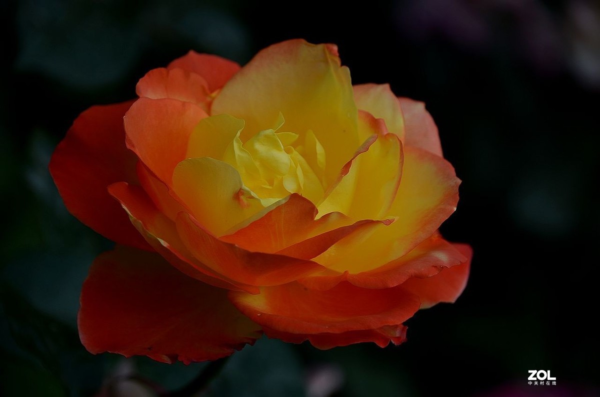 陶 然 亭-----大月季花（3）