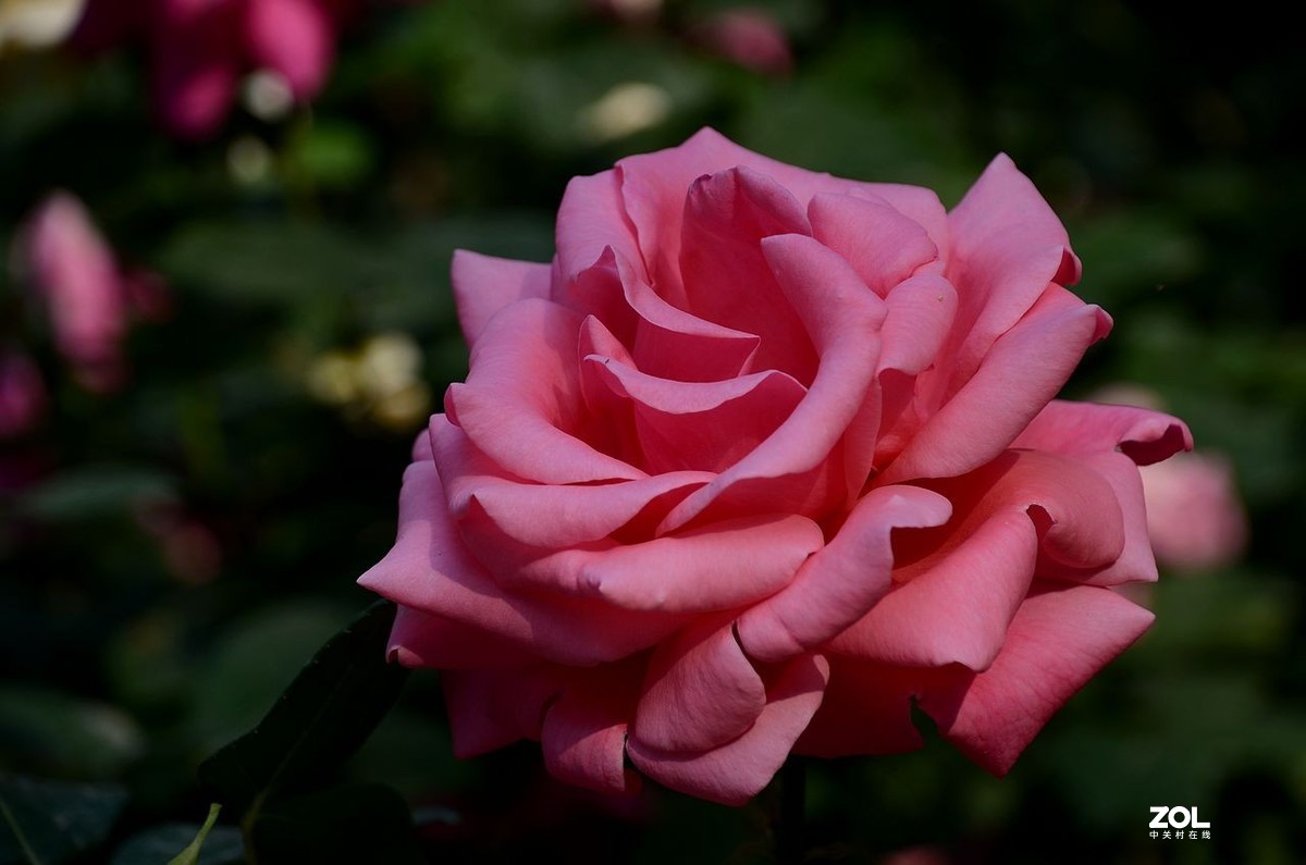 陶 然 亭-----大月季花（3）