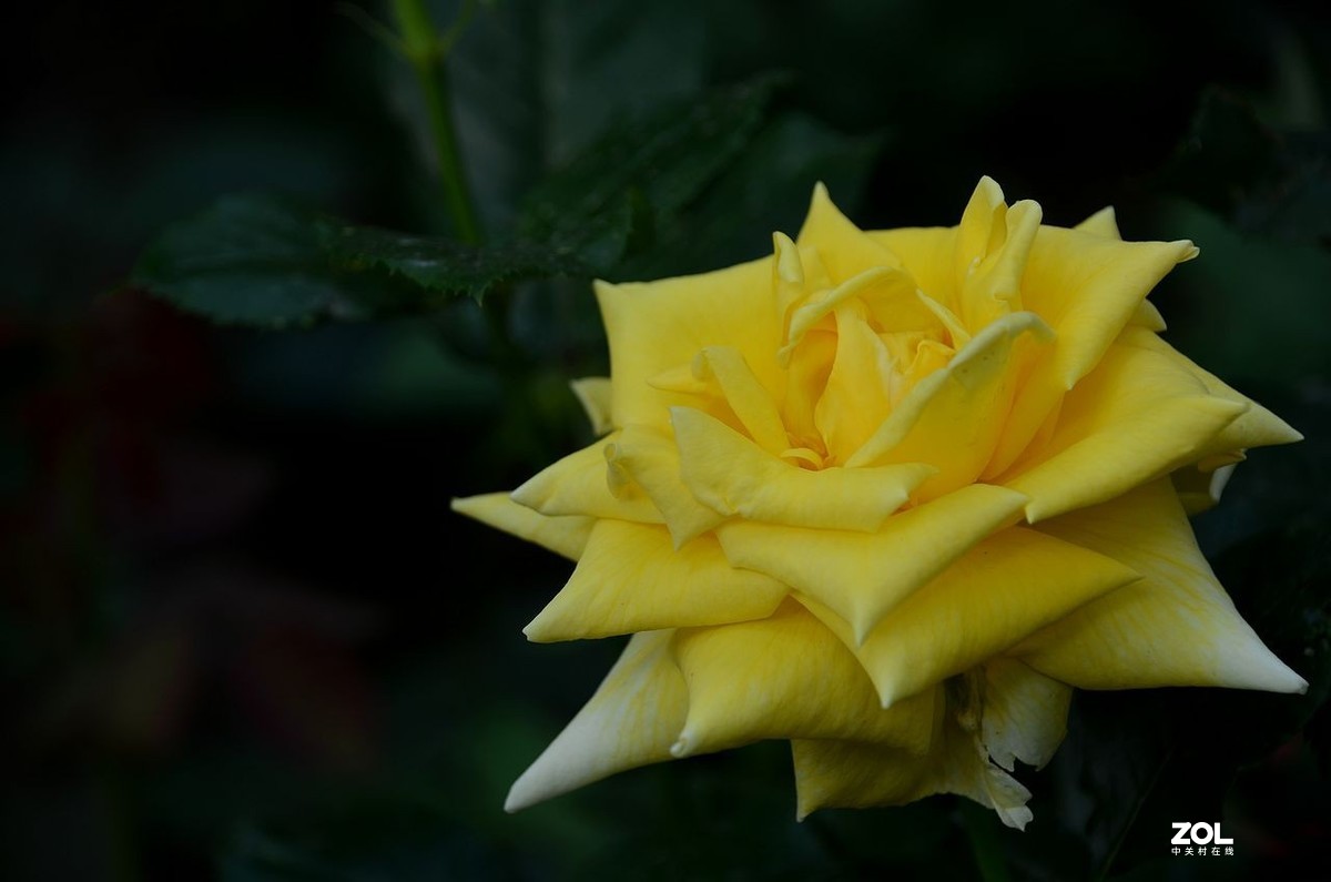 陶 然 亭-----大月季花（3）