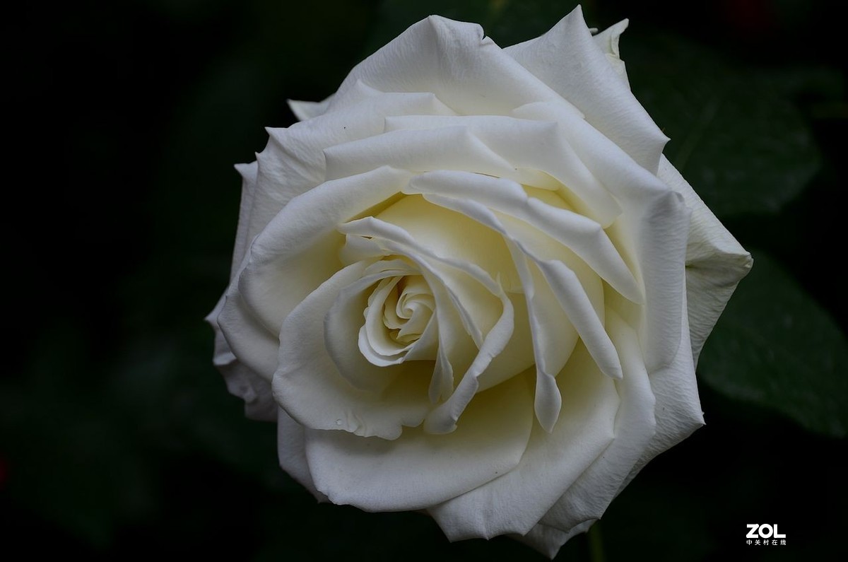 陶 然 亭-----大月季花（3）