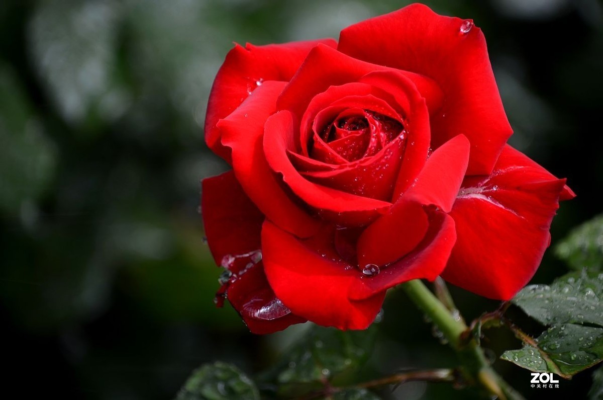 陶 然 亭-----大月季花（3）