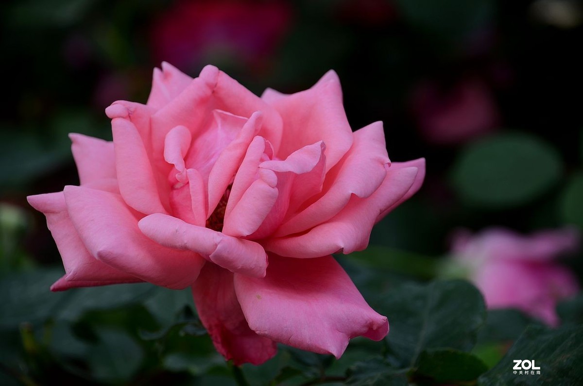 陶 然 亭-----大月季花（3）