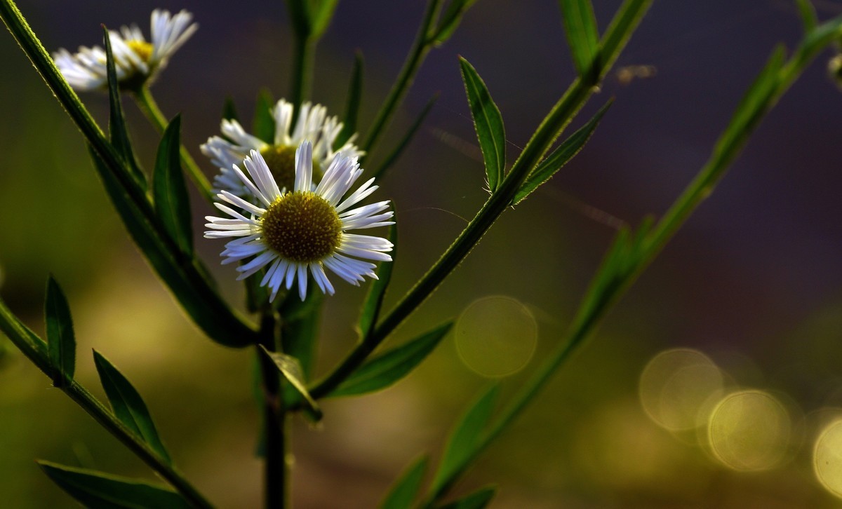 鄱 阳 韭 菜 湖 晨 曦
