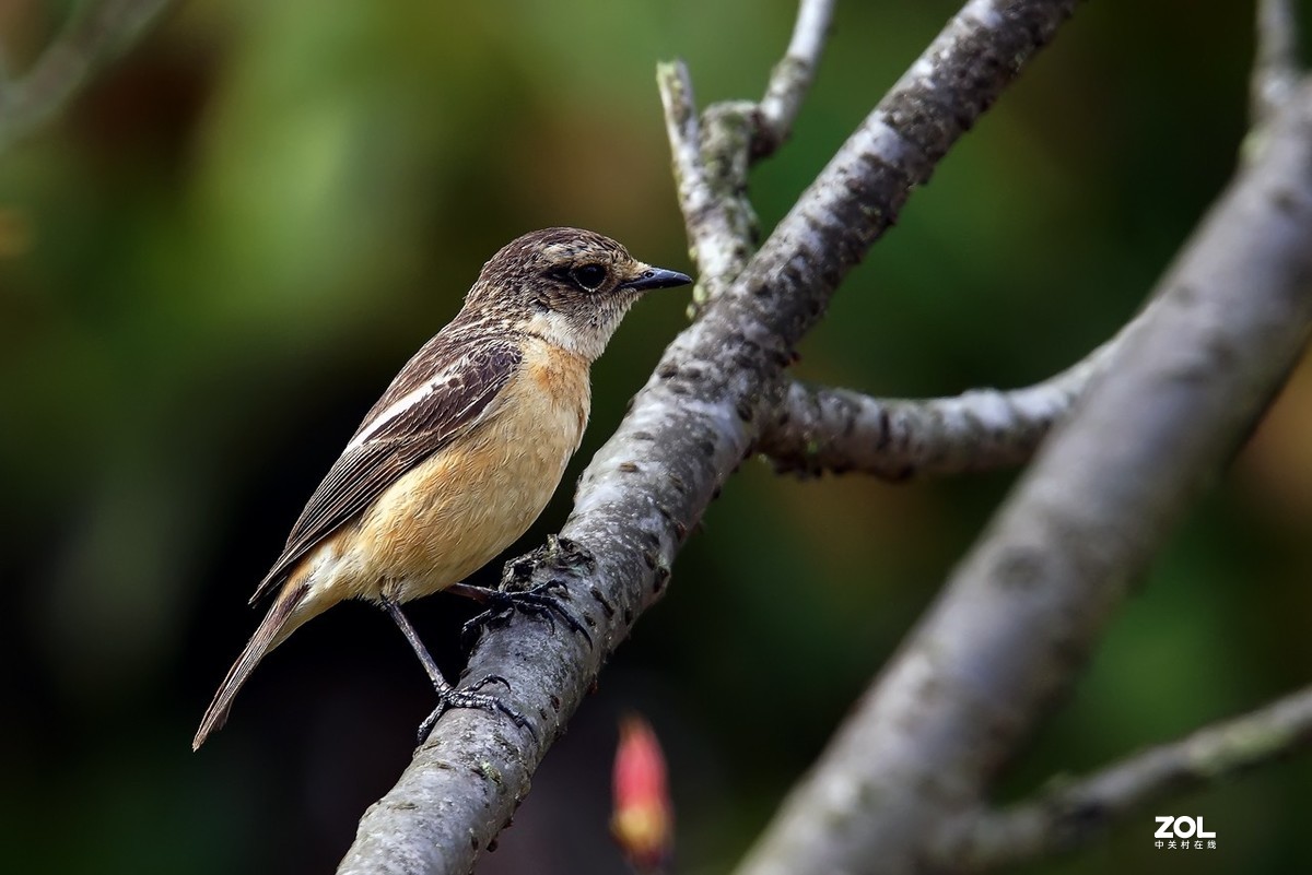 黑喉石鵖亚成鸟5