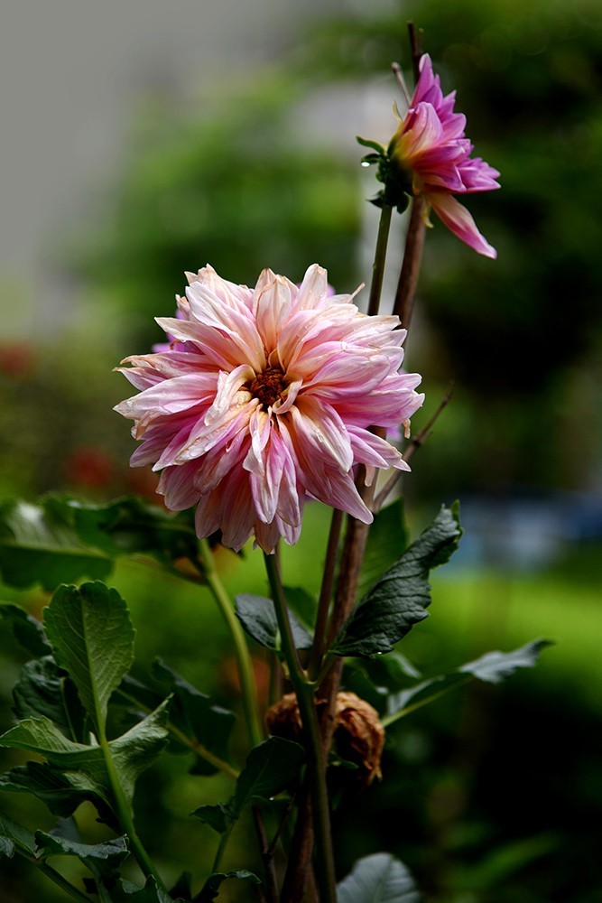 2021140花花草草