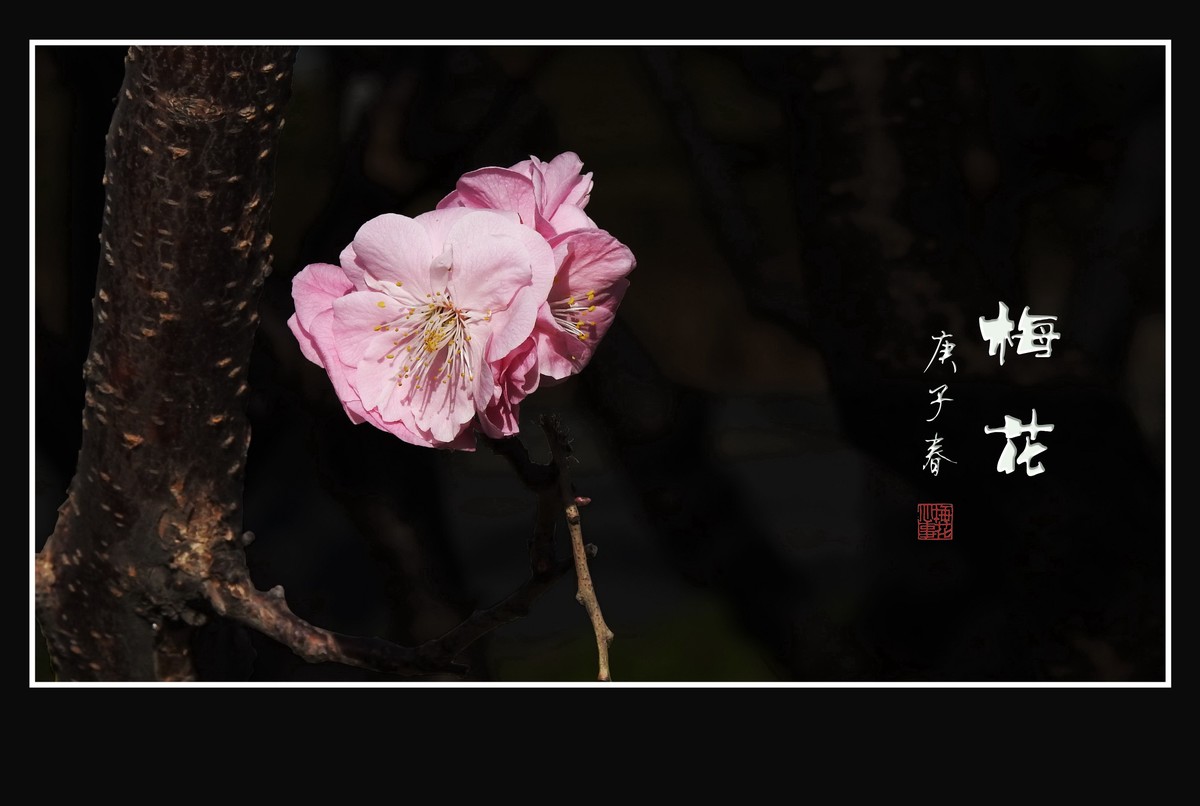 花艳花香溢满枝的梅花
