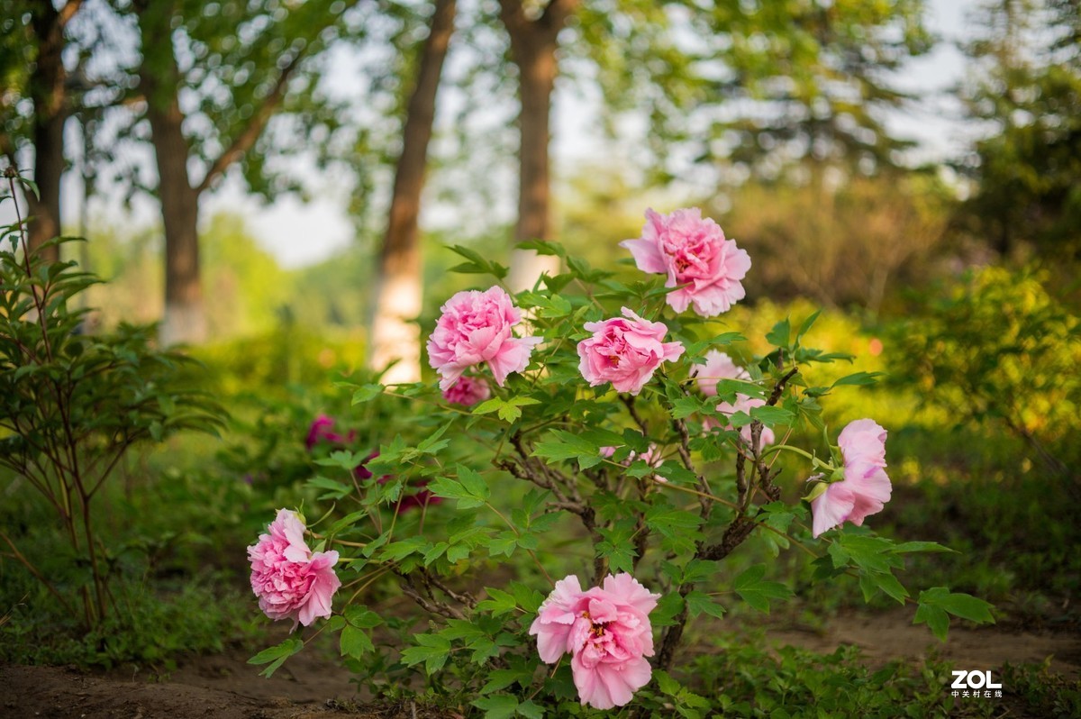 Carl Zeiss Makro-Pakr 2/50 ZF.2拍的