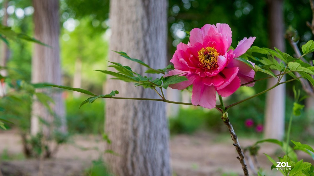 Carl Zeiss Makro-Pakr 2/50 ZF.2拍的