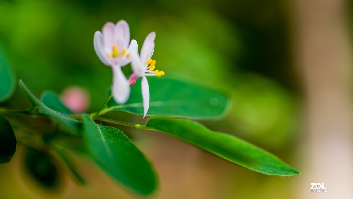 Carl Zeiss Makro-Pakr 2/50 ZF.2拍的