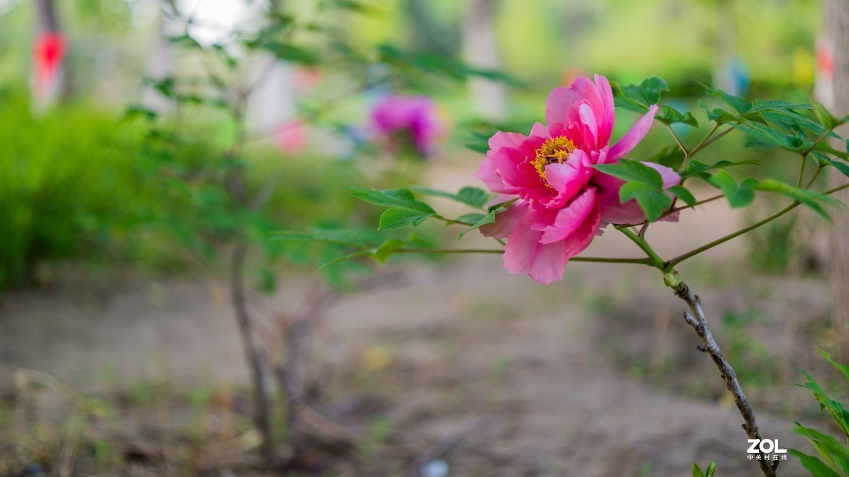 Carl Zeiss Makro-Pakr 2/50 ZF.2拍的