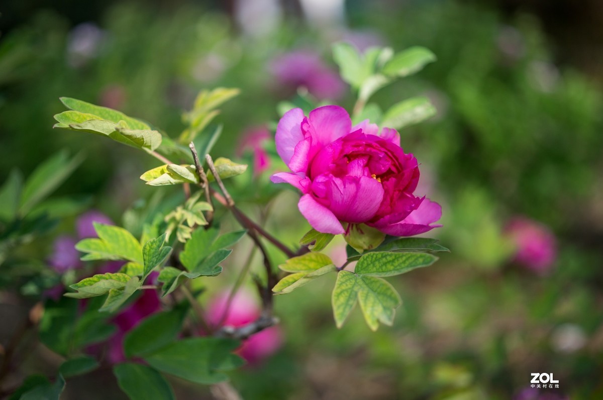 Carl Zeiss Makro-Pakr 2/50 ZF.2拍的