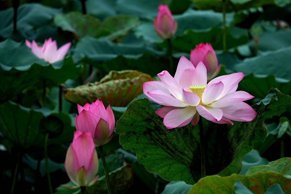 2021…荷花 (89)-中关村在线摄影论坛