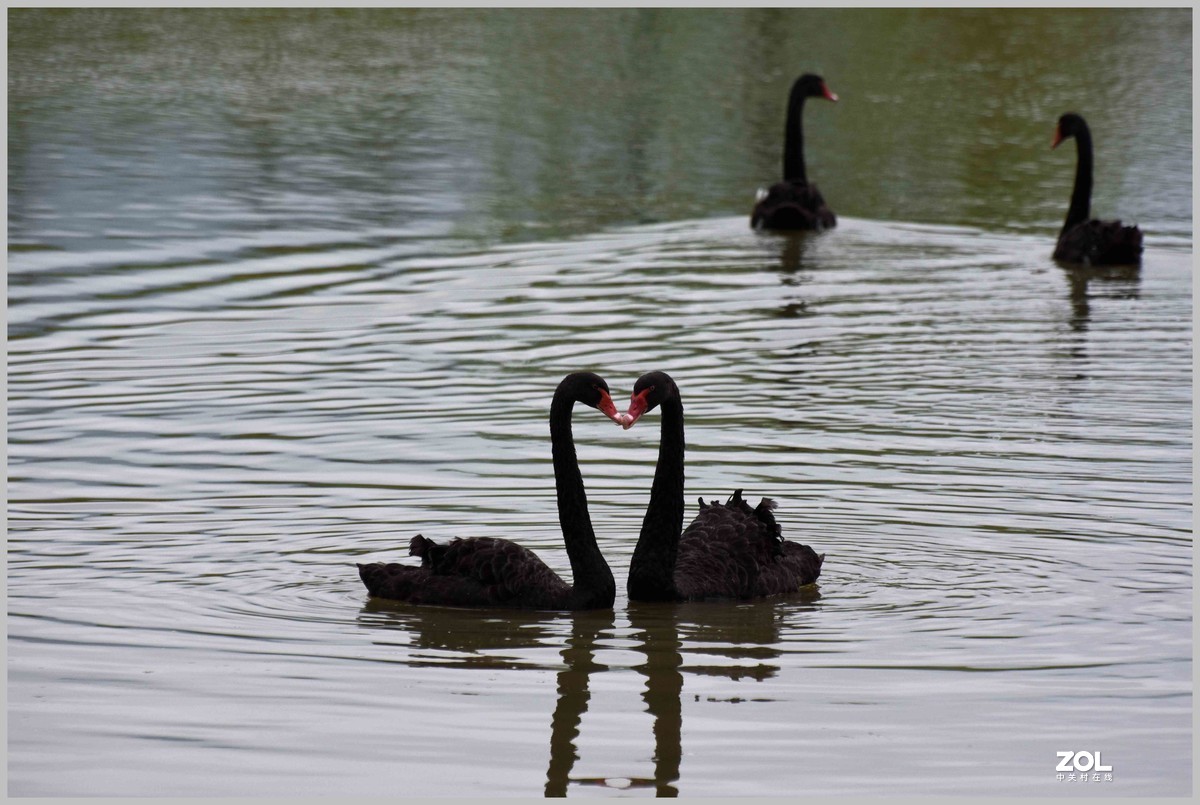 相亲相爱永相伴