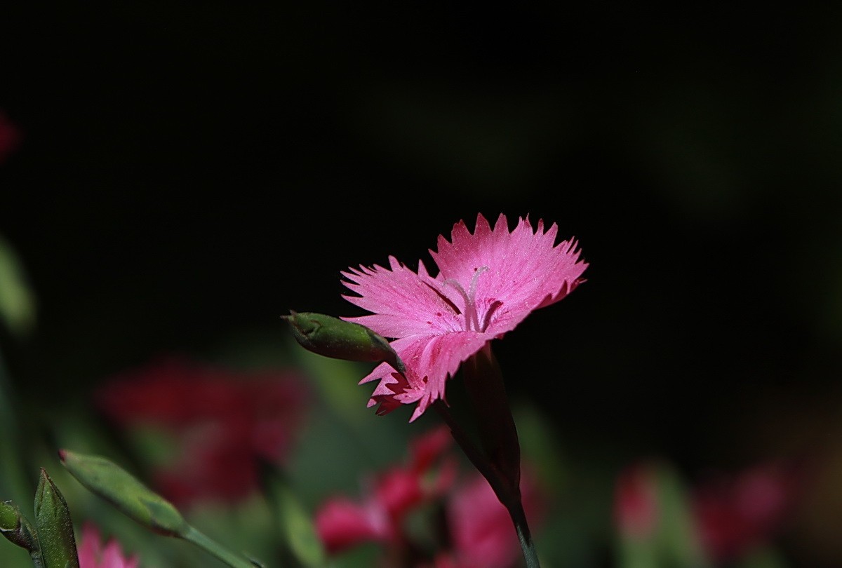 关东百花园265粉色石竹花