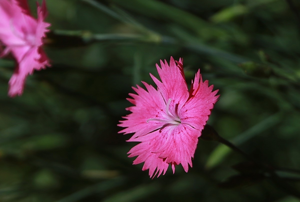 关东百花园265粉色石竹花