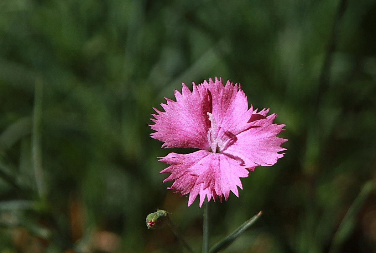 关东百花园265粉色石竹花