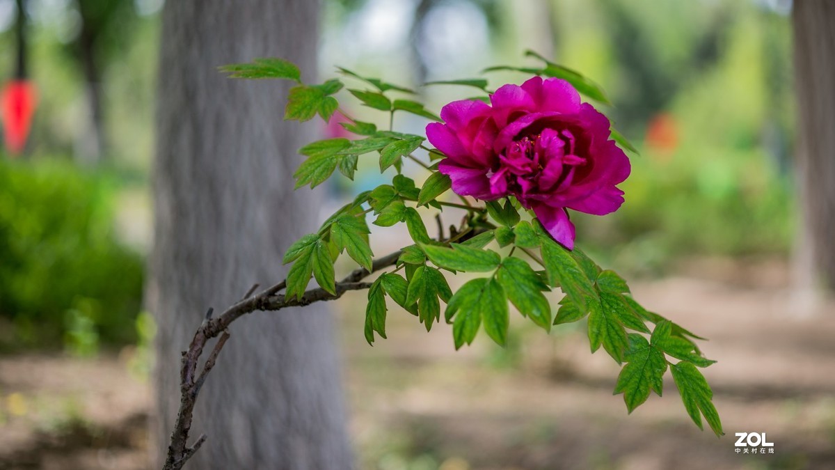 Carl Zeiss Makro-Pakr 2/50 ZF.2拍的