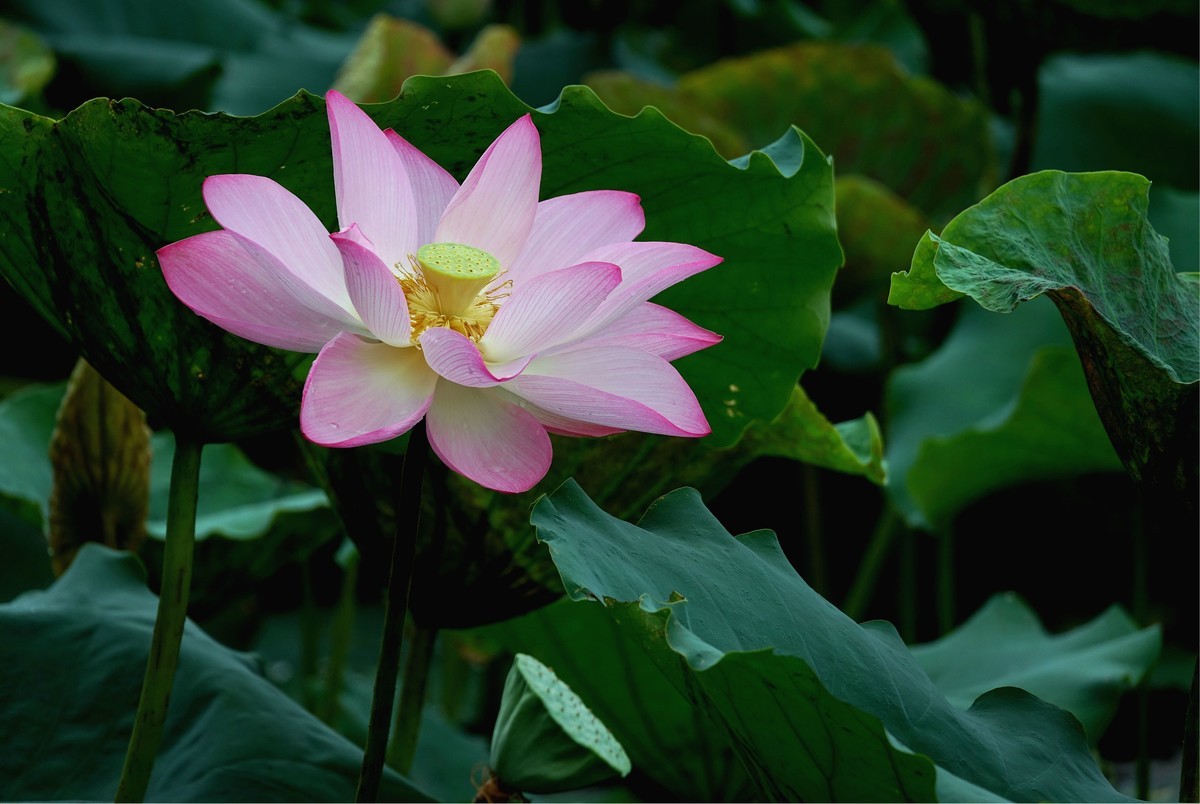 2021…荷花 (89)-中关村在线摄影论坛