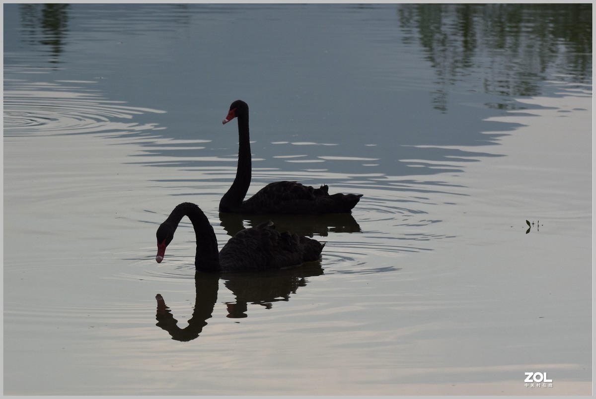 相亲相爱永相伴