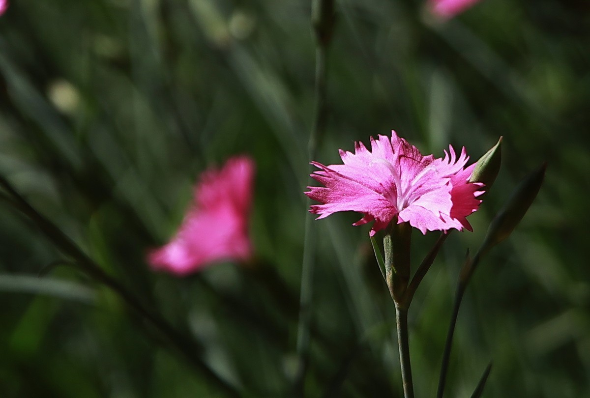 关东百花园265粉色石竹花