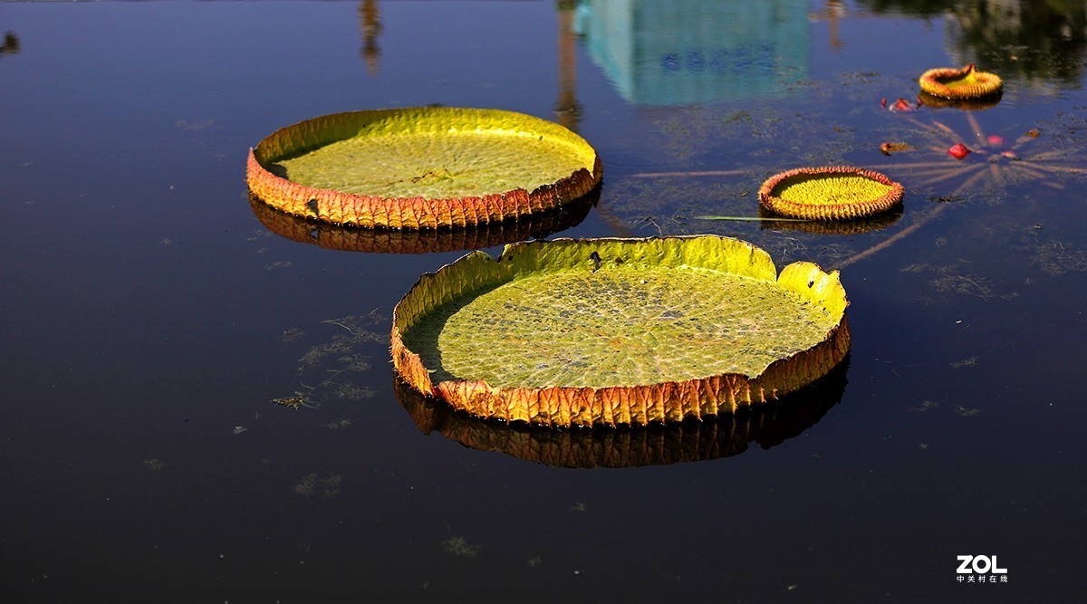 沾花惹草植物园