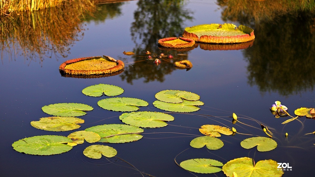 沾花惹草植物园