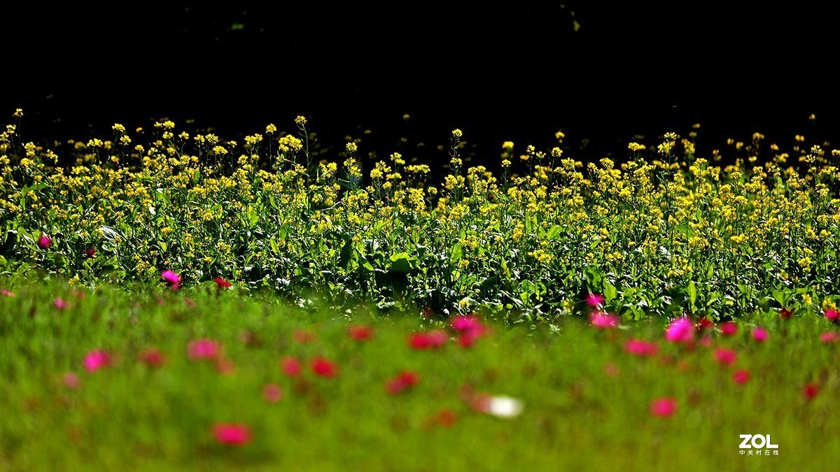 沾花惹草植物园