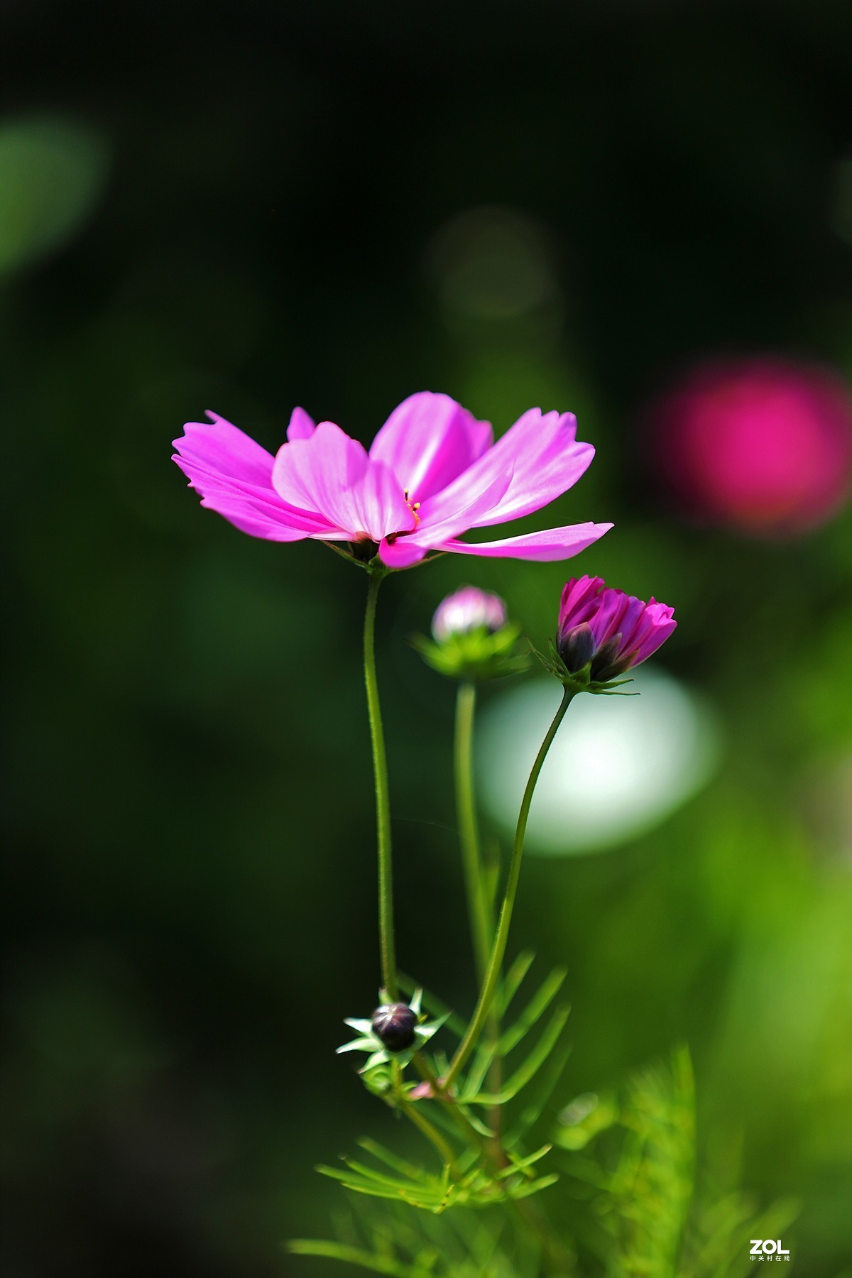 沾花惹草植物园