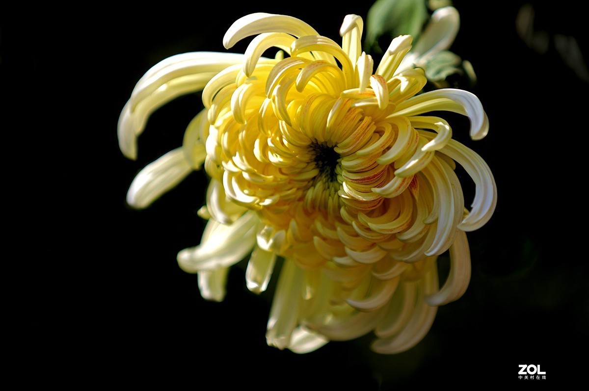 沾花惹草植物园