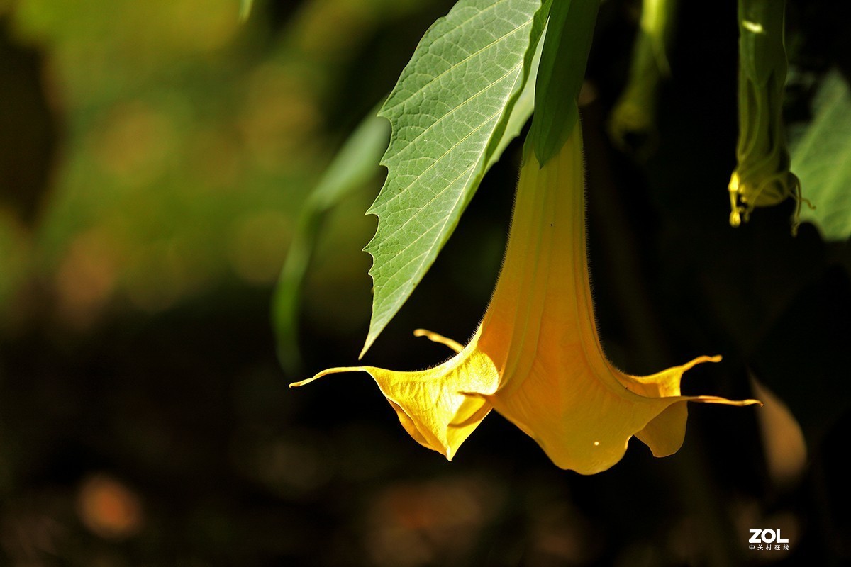 沾花惹草植物园