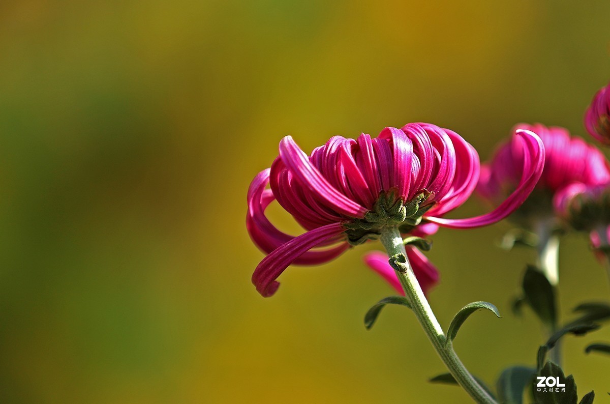 沾花惹草植物园