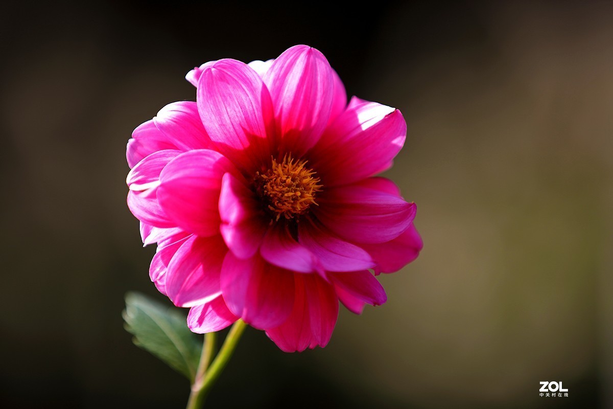 沾花惹草植物园