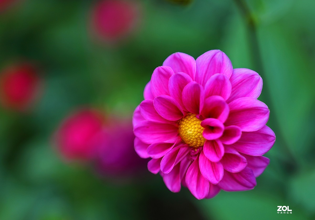 沾花惹草植物园