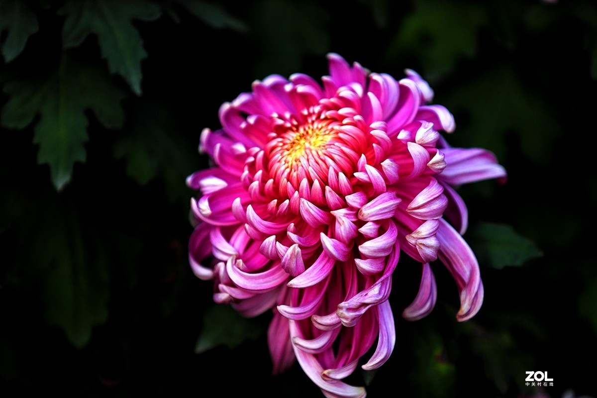 沾花惹草植物园