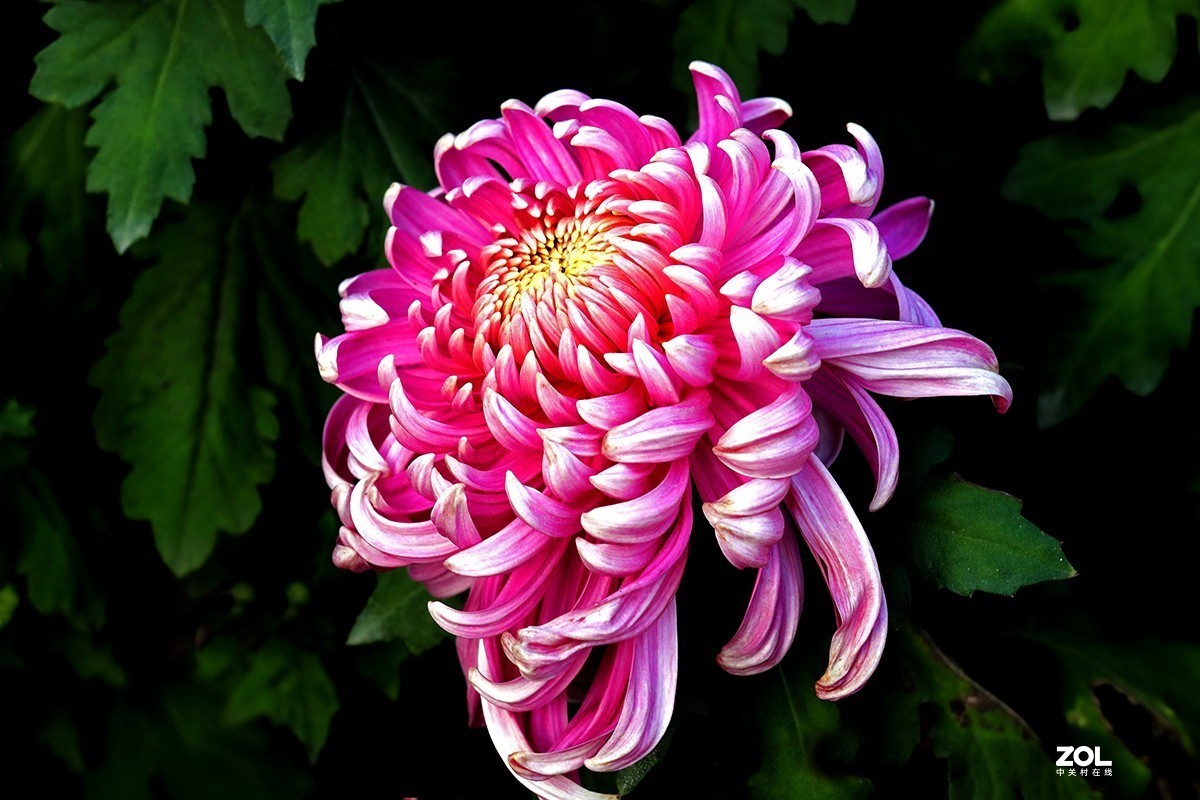 沾花惹草植物园