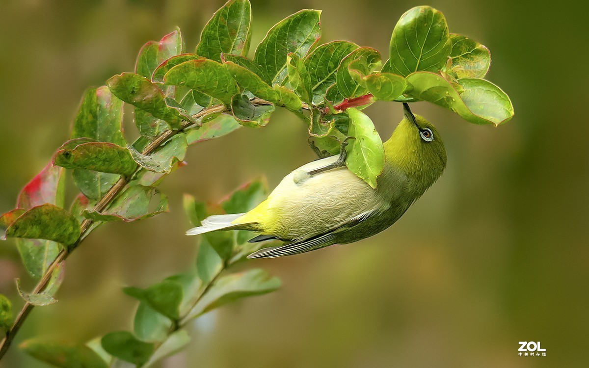 21159---公园随拍的绣眼（7）