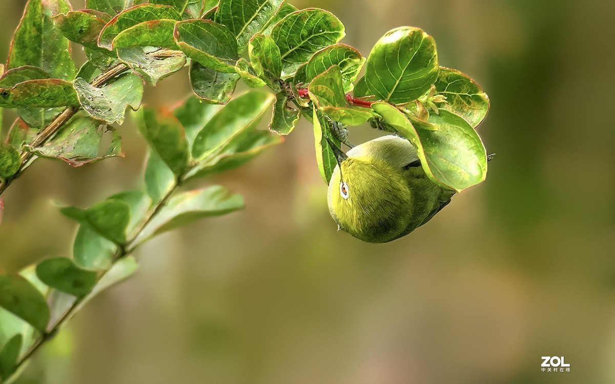 21159---公园随拍的绣眼（7）