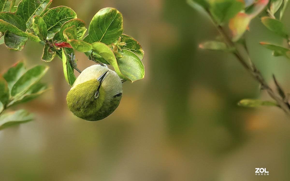 21159---公园随拍的绣眼（7）