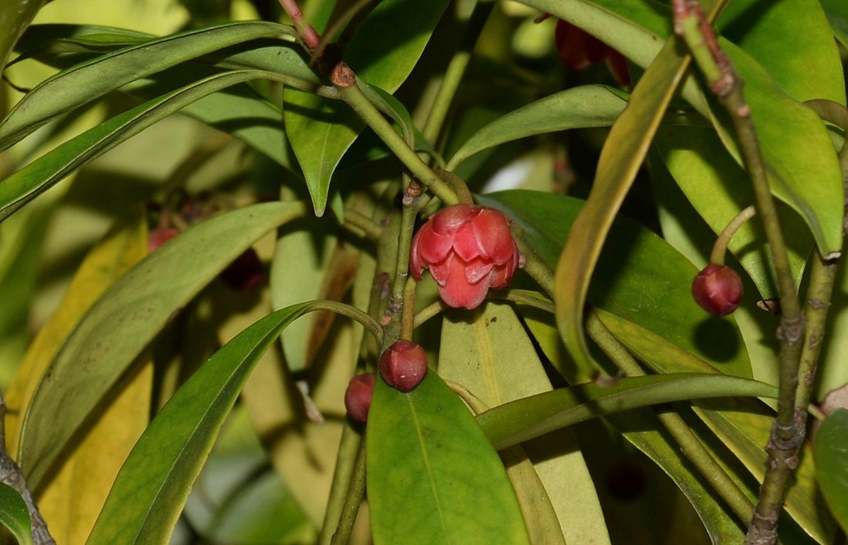 红茴香花图片