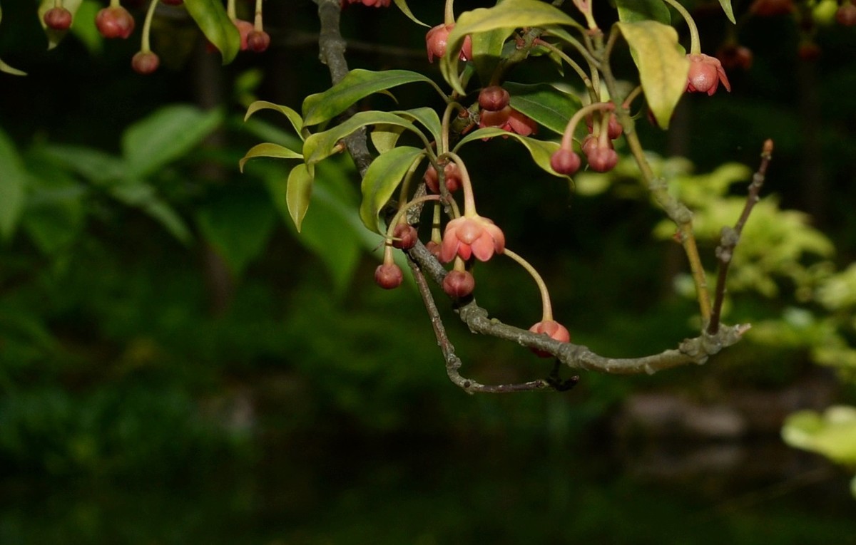 红茴香花图片