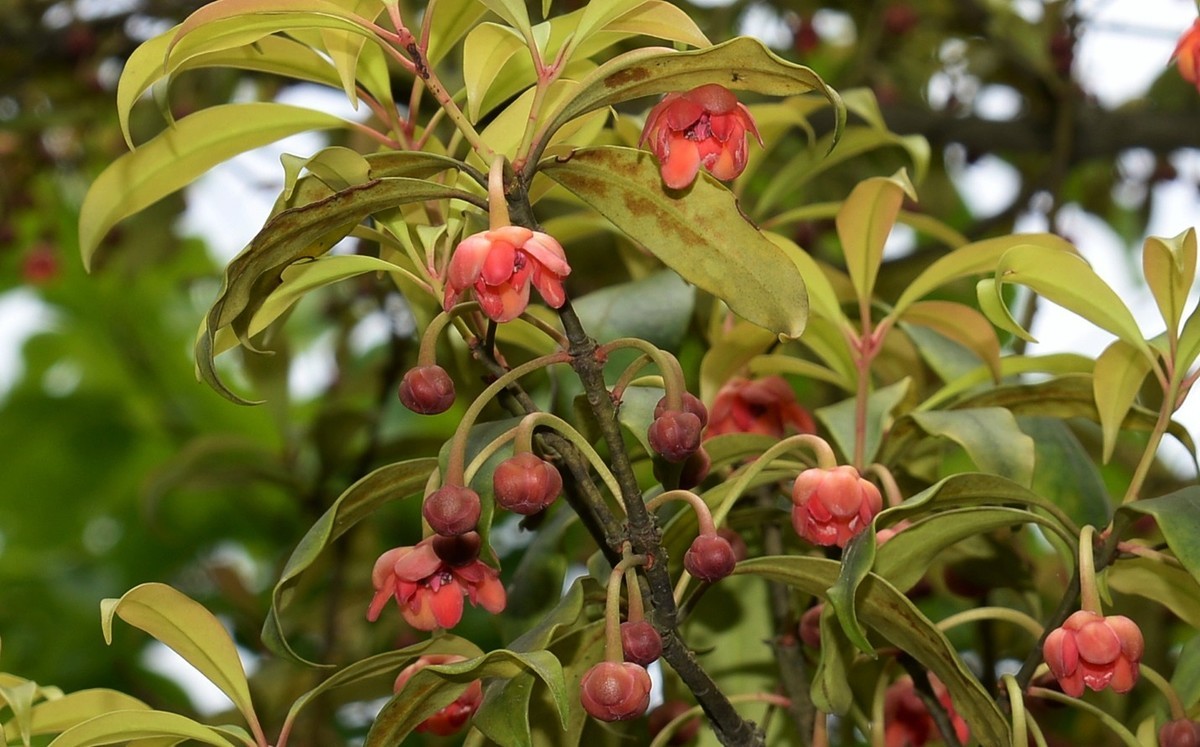 红茴香花图片