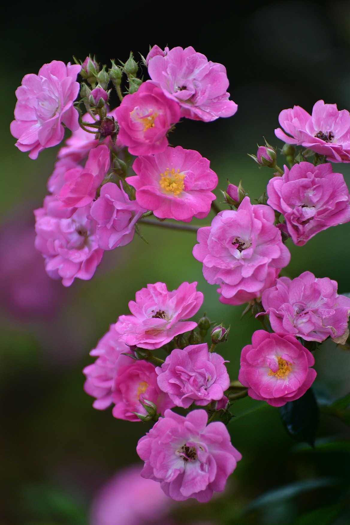 粉红蔷薇花开好美