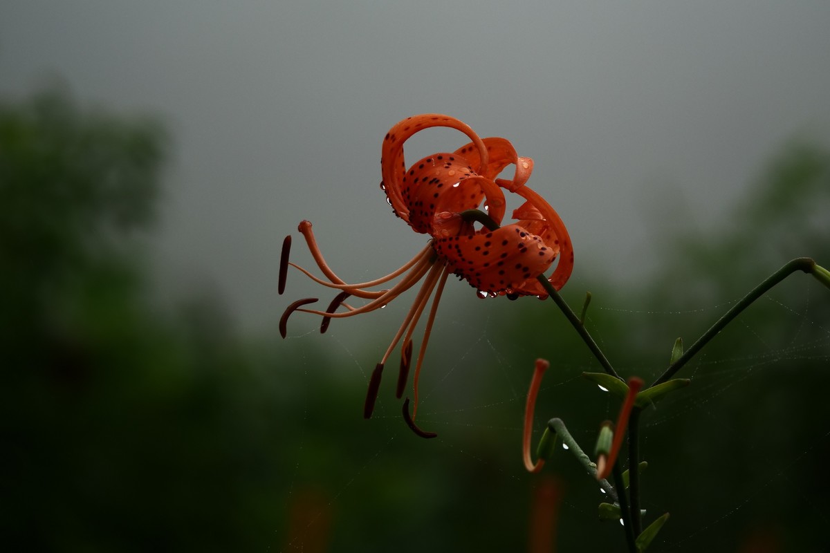 美丽的鲜花