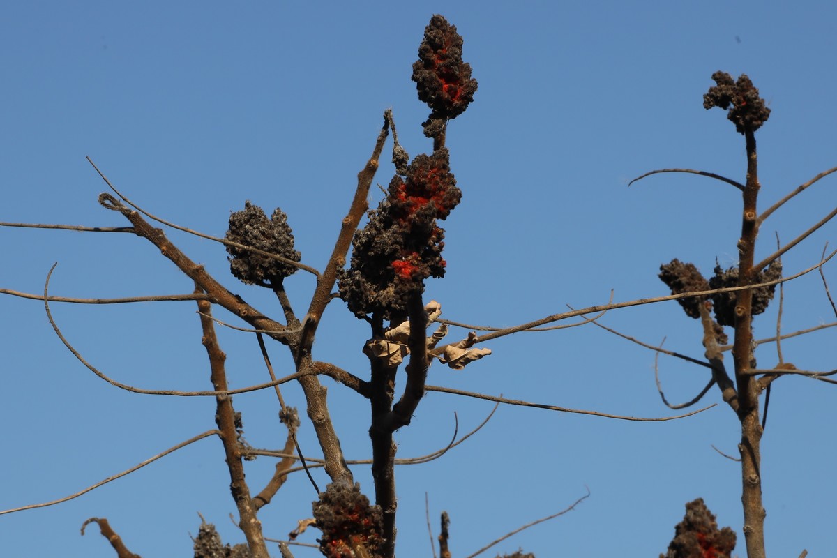 202112天津东丽湖郊野公园