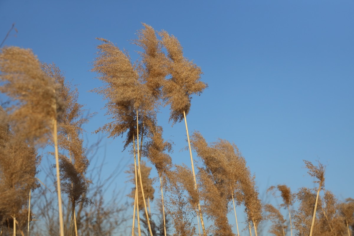 202112天津东丽湖郊野公园