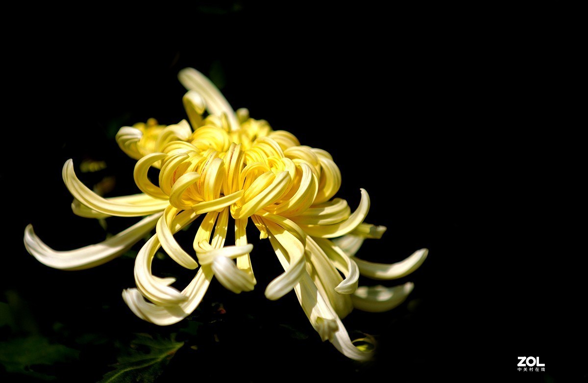 沾花惹草植物园