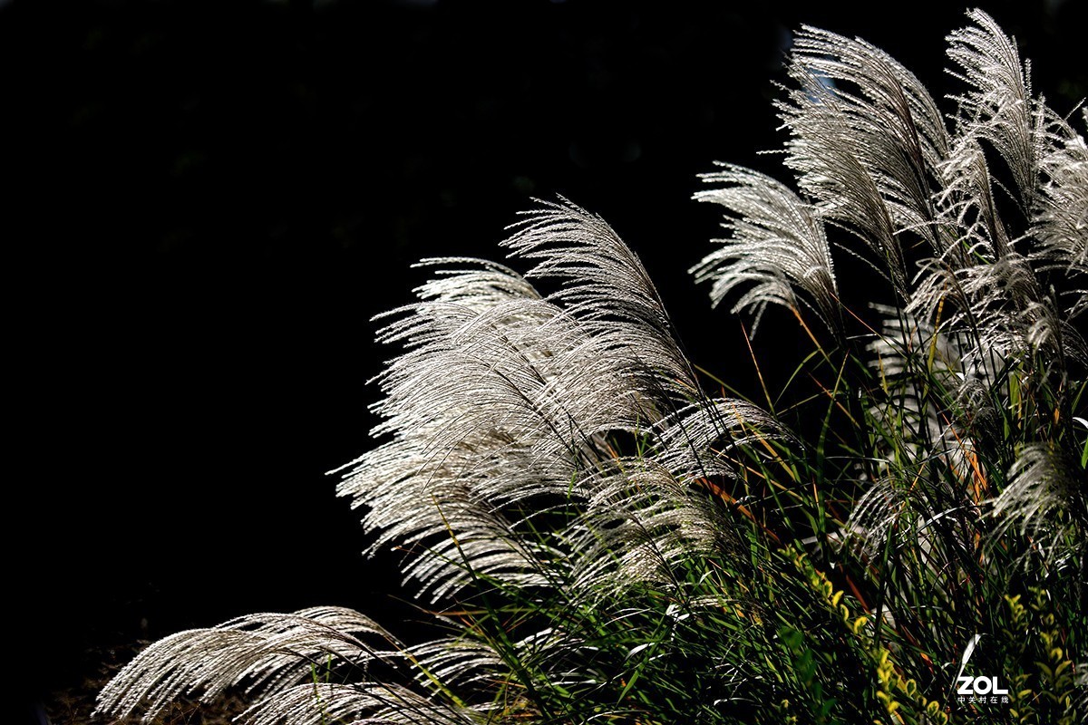 沾花惹草植物园