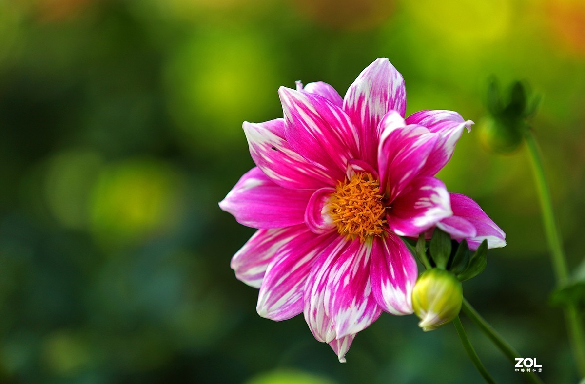 沾花惹草植物园